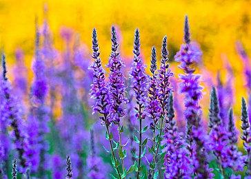 动视考迪克暗示：《吉他英雄》系列游戏即将回归